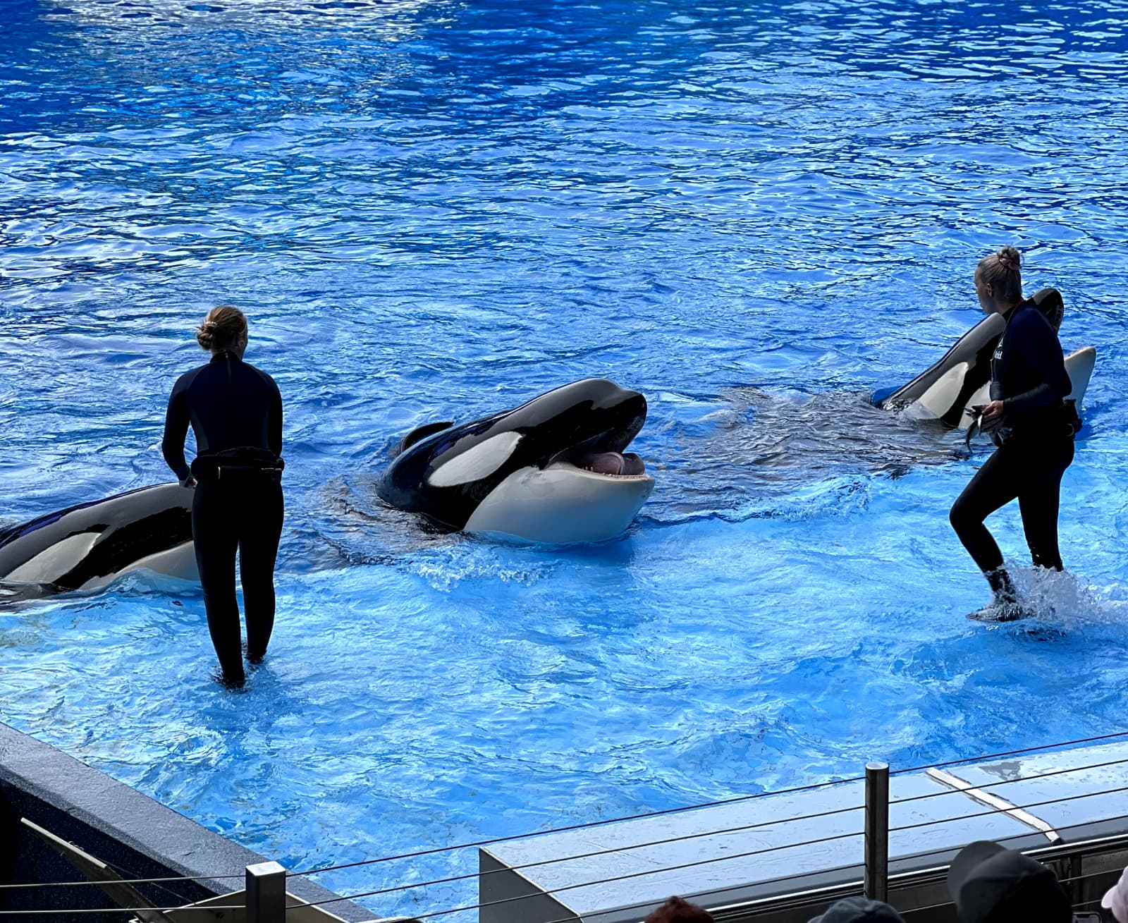 Seaworld VIP Tours